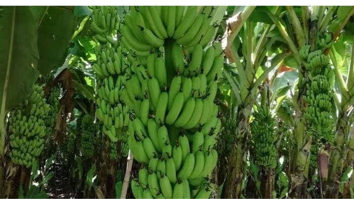 यूपी में केले का बढ़ रहा है उत्पादन और क्षेत्रफल