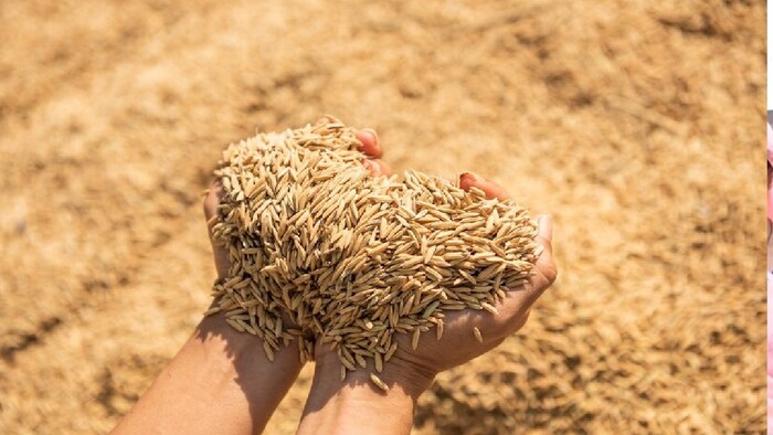 ओडिशा के किसानों को प्रति क्विंटल धान पर 800 रुपये का बोनस मिलेगा.