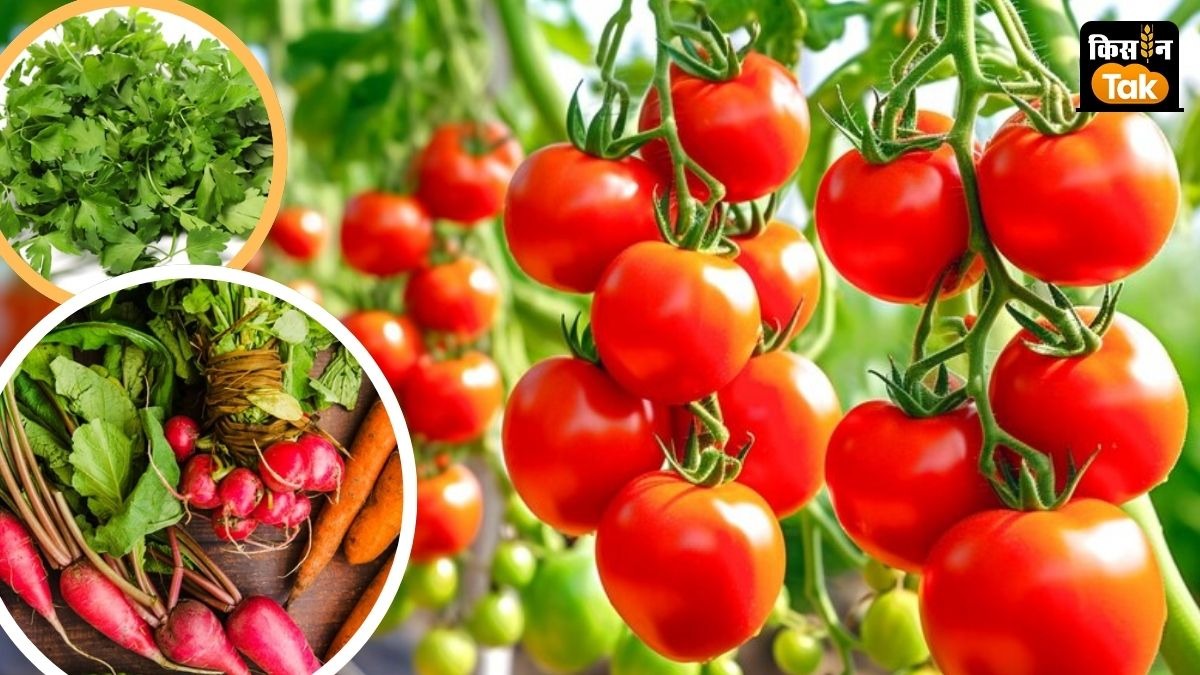 टमाटर किसानों को लेट ब्लाइट कीट और फल मक्खी कीट से बचाव करने को कहा गया है.