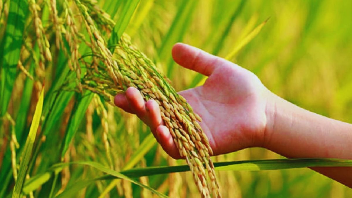 धान का इन रोगों से करें बचाव. (सांकेतिक तस्वीर)