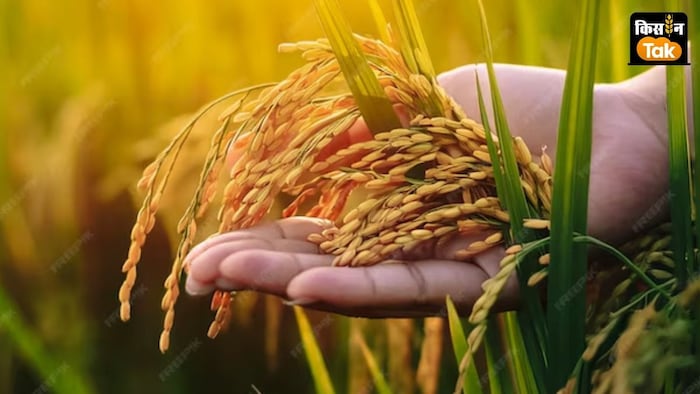 अगर किसान रजिस्ट्रेशन से चूके तो फसल का एमएसपी रेट मिलना मुश्किल हो सकता है.