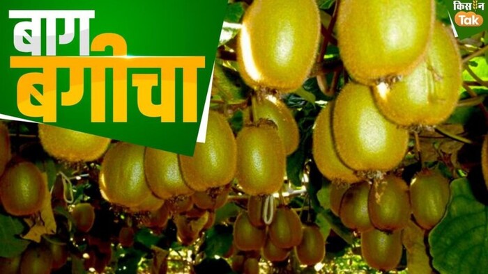 कीवी की खेती से किसान हुआ मालामा. (सांकेतिक फोटो)