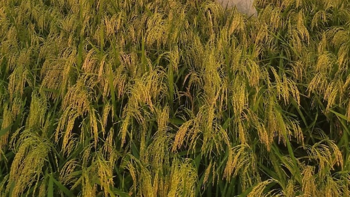 धान की कटाई और बेचने के पहले इसकी नमी और गुणवत्ता पर ध्यान दे