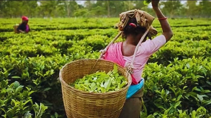 चाय की खेती