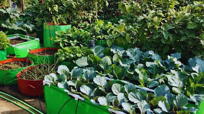 अक्टूबर में उगाएं ये सब्जियां