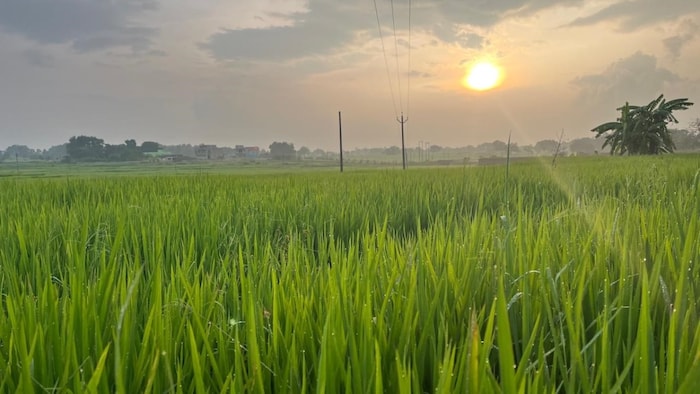 कृषि सलाह (सांकेतिक तस्वीर)