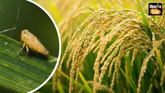 धान फसल में ब्राउन प्लॉन्ट हॉपर BPH का प्रकोप बढ़ा है.