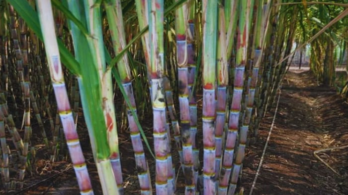 गन्ने की खेती (सांकेतिक तस्वीर)