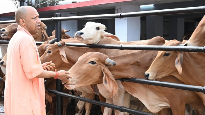 प्रदेश भर में 65 हजार से अधिक हेक्टेयर है गोचर भूमि (Photo-Kisan Tak)