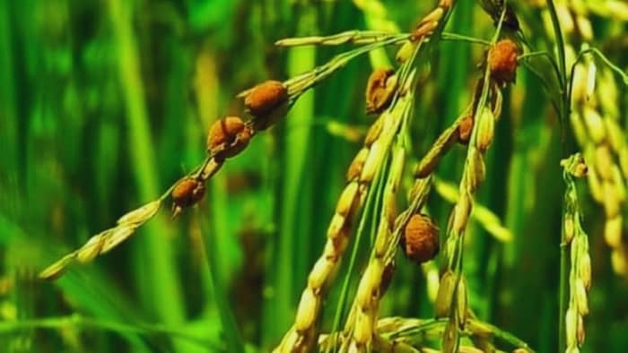 धान की फसल में कीट