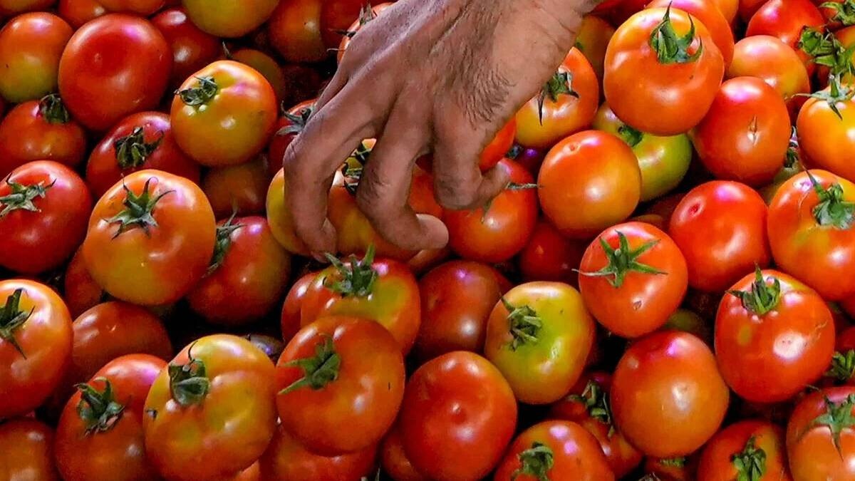 इस मंडी में 50 रुपये से ज्यादा हुआ टमाटर का होलसेल रेट, जानें कितना है रिटेल प्राइस