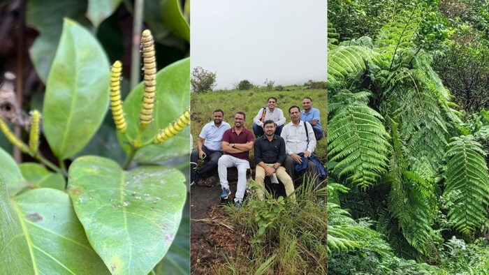 छत्तीसगढ़ में दुर्लभ वन क्षेत्र की खोज हुई