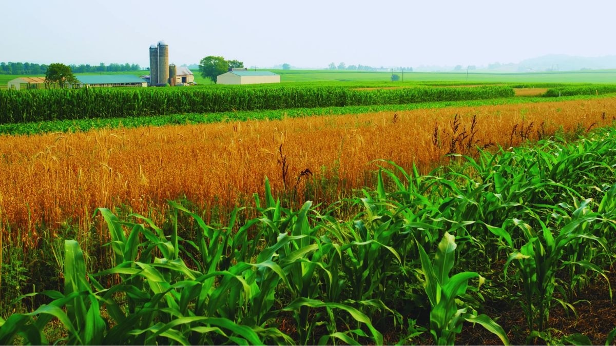 एक ही खेत में लगाएं ये पांच हरे चारे...पशुओं के लिए कभी कम नहीं पड़ेगा चारा