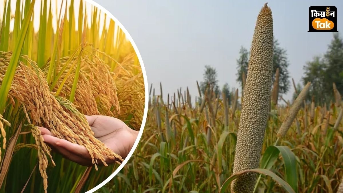 बाजरा में पैर पसार रहा अर्गट रोग और धान के लिए मुसीबत बने ये कीट, किसान जान लें बचाव का तरीका 