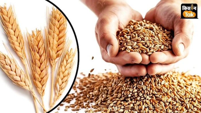 पूसा-HD3406 गेहूं किस्म फसल में लगने वाले रतुआ रोग को पनपने नहीं देती है.