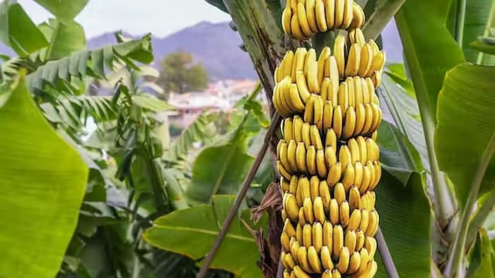 कुशीनगर के केलों की कई राज्यों में मांग. (सांकेतिक फोटो)