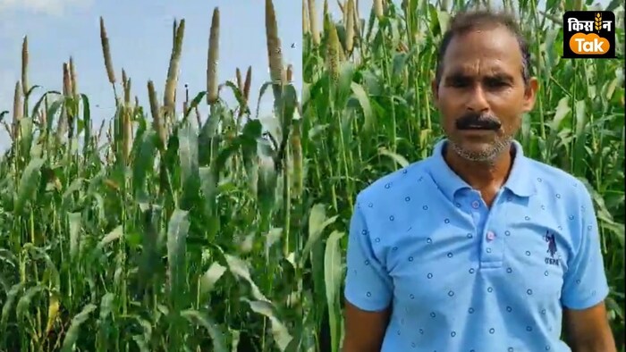 वाराणसी के प्रगतिशील किसान उदयभान सिंह ने 2 एकड़ खेत में बेहद कम लागत में बाजरा की खेती की है.