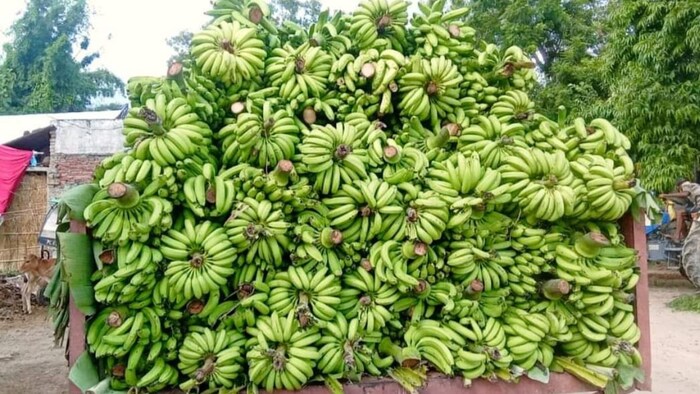 गोरखपुर मंडल से संबद्ध सभी जिलों और कानपुर में भी कुशीनगर के केले की धूम (Photo-Kisan Tak)
