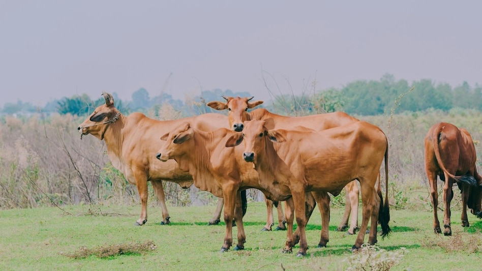 Animal Care: खेत और जंगल में चरते हुए ऐसे बीमारियों का शिकार बनते हैं पशु, पढ़ें डिटेल Animal Care: खेत और जंगल में चरते हुए ऐसे बीमारियों का शिकार बनते हैं पशु, पढ़ें डिटेल