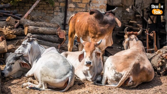 राज्य में करीब 15 लाख छुट्टा पशु हैं, जिन पर फ्लोरोसेंट पट्टी लगाई जाएगी.