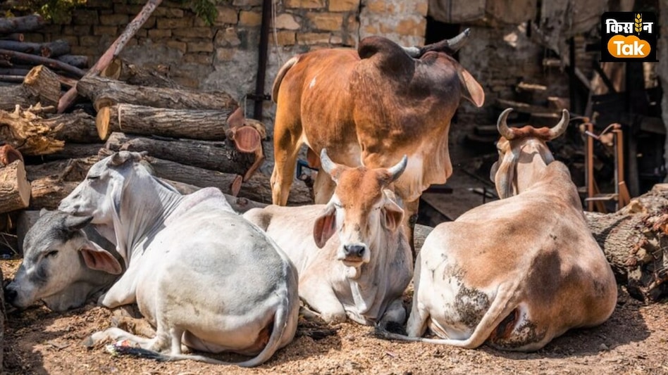 छुट्टा गायों और दूसरे पशुओं को मौत से बचाएगी फ्लोरोसेंट पट्टी, 15 लाख पशुधन को दुर्घटनाओं से बचाने का रास्ता खोजा  छुट्टा गायों और दूसरे पशुओं को मौत से बचाएगी फ्लोरोसेंट पट्टी, 15 लाख पशुधन को दुर्घटनाओं से बचाने का रास्ता खोजा