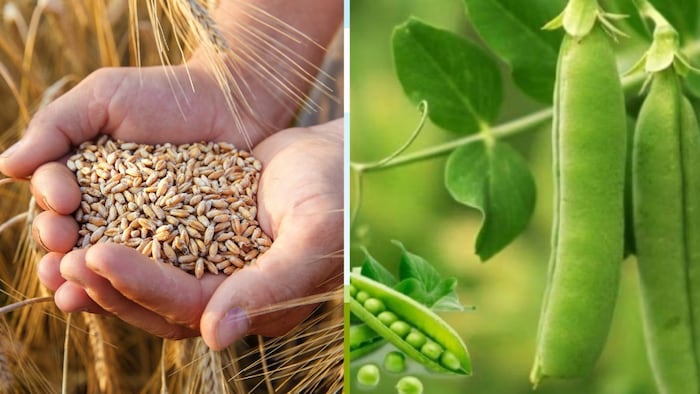 यूपी सरकार किसानों की आमदनी बढ़ाने की दिशा में काफी तेजी से काम कर रही है. (Photo-Kisan Tak)