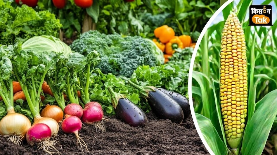 Agri Advisory: 10 राज्यों में धान-मक्का को पानी से बचाने की सलाह, इन 5 सब्जियों की बुवाई के लिए सही समय Agri Advisory: 10 राज्यों में धान-मक्का को पानी से बचाने की सलाह, इन 5 सब्जियों की बुवाई के लिए सही समय