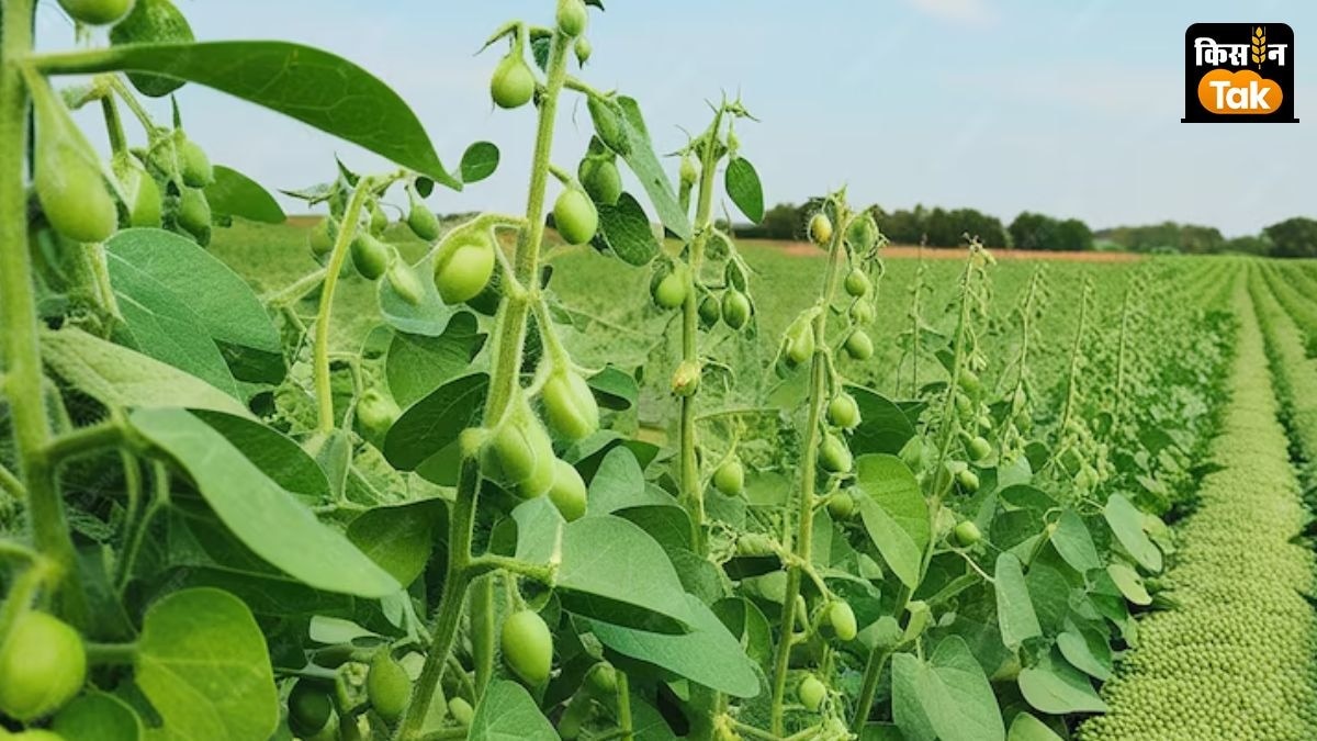 सोयाबीन किसान उपज बिक्री के लिए 15 अक्टूबर तक रजिस्ट्रेशन जरूर करा लें.