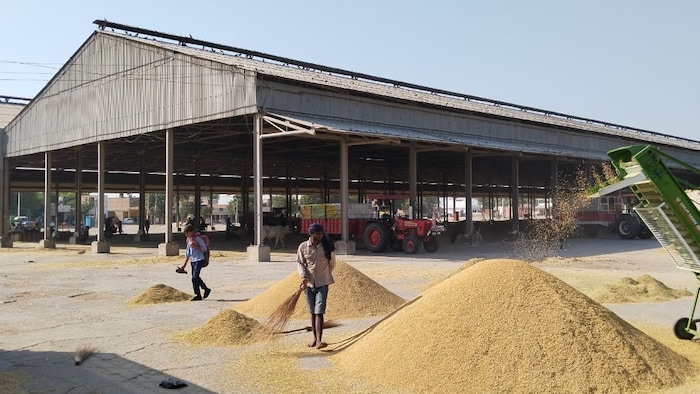 ओडिशा में धान खरीद (सांकेतिक तस्वीर)