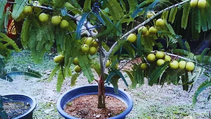 गमले में उगाएं आंवला