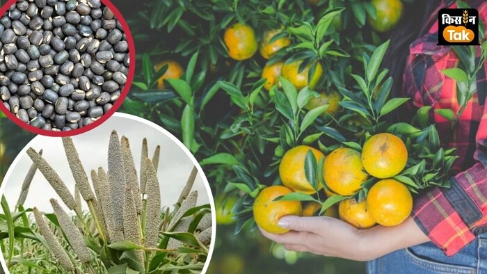 फसलों में पत्ती धब्बा रोग, रस चूसक कीट समेत कई रोगों से बचाव की सलाह दी गई है.