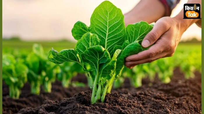 प्राकृतिक खेती से मिट्टी और उपज की पोषकता बढ़ती है.