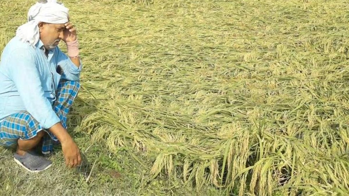 South West Monsoon : लौटते मॉनसून ने एमपी में धान और सोयाबीन की फसलों को तबाह किया