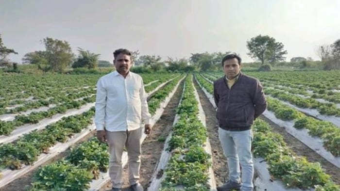 अपने खेत में स्ट्रॉबेरी फसल दिखाते हुए बाबूलाल पाटीदार.
