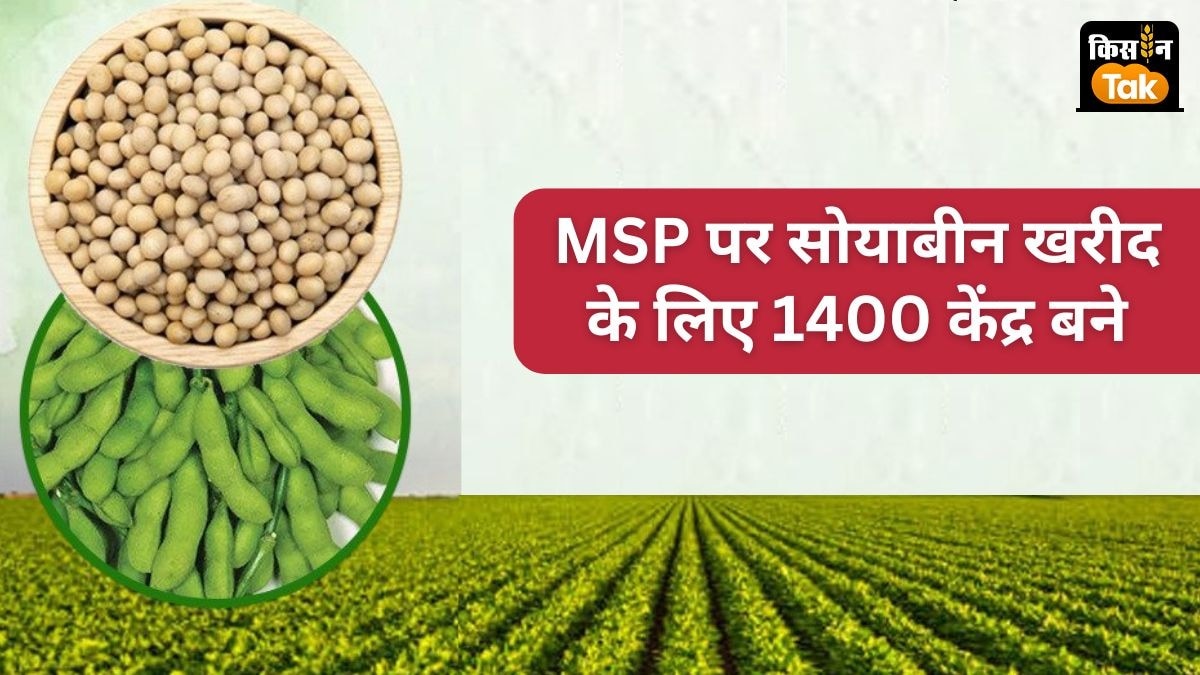एमपी सरकार ने 13.68 लाख मीट्रिक टन सोयाबीन खरीद का टारगेट रखा है.