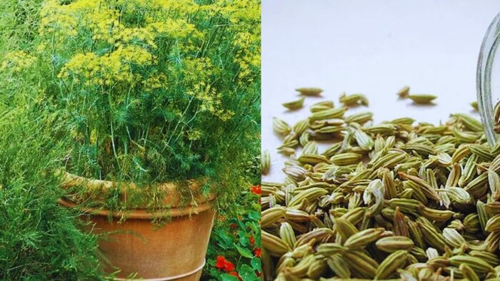 सौंफ के बीज