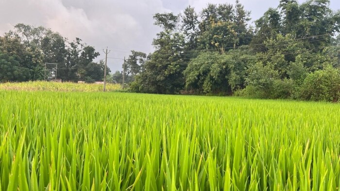 धान की खेती