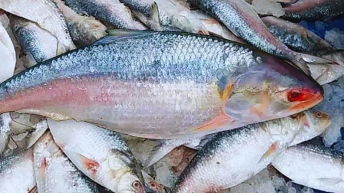 Bangladesh produces nearly 70 percent of the world’s hilsa and it is also the country’s national fish.