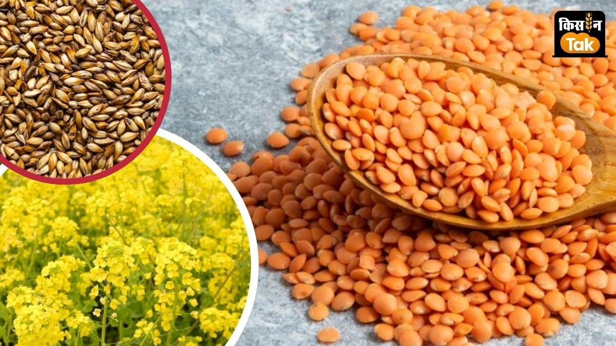 मसूर, जौ और कुसुम के लिए किसानों को अधिक दाम मिलेगा, रबी की 6 फसलों का एमएसपी बढ़ा, देखें पूरी लिस्ट 