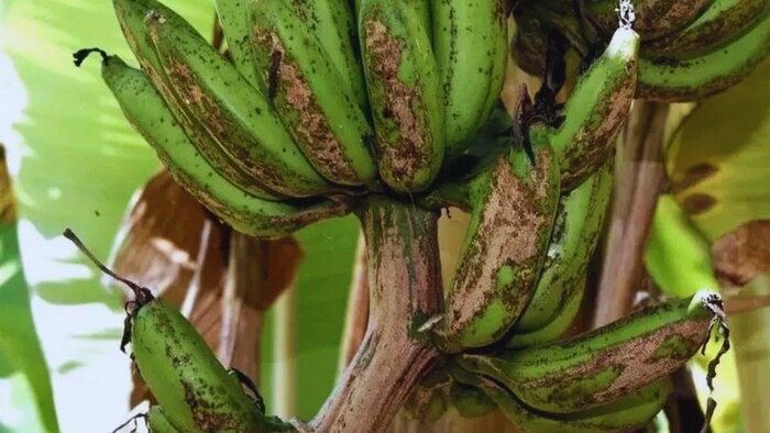 केले मेँ लगने वाले रोग