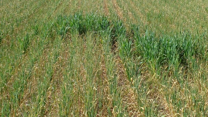 जलवायु परिवर्तन वजह से रबी फसलों में नमी बनाए रखना नई चुनौती