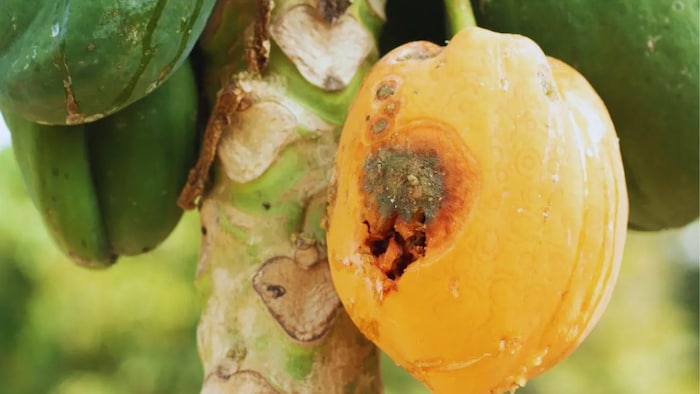 पपीते की फसल में रोग