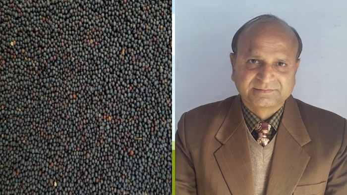 देश भर में राई की नई प्रजाति गोवर्धन के बीज की होगी बिक्री (Photo Credit-Kisan Tak)