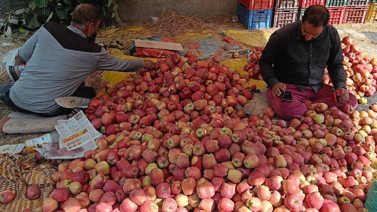 कश्मीर में सेब की पैदावार पर असर, ग्लोबल वॉर्मिंग और खराब मौसम हैं बड़ी वजह