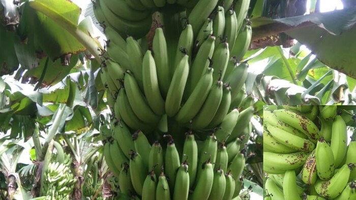 देश में केले में नई बीमारी के पीटिंग और ब्लास्ट" रोग का खतरा