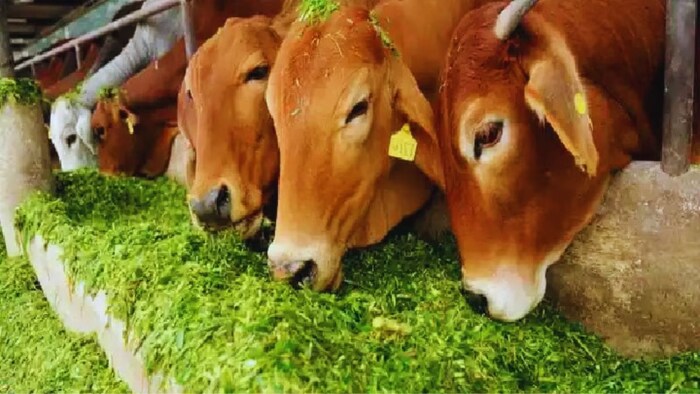 कब और कैसे दें पशुओं को आहार