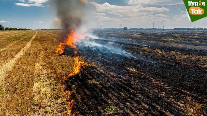 पराली जलाने की बजाय उसकी खाद बनाएं IARI ने विकसित की तकनीक