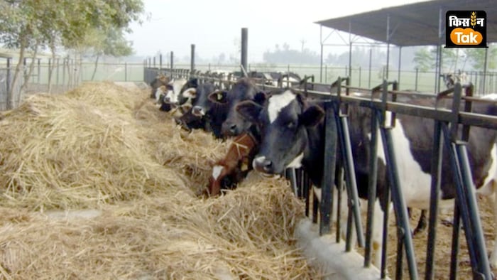 उपचारित भूसा मुलायम होने के साथ ही अधिक स्वादिष्ट भी हो जाता है.