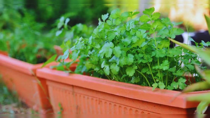 सस्ते में खरीदें धनिया के बीज