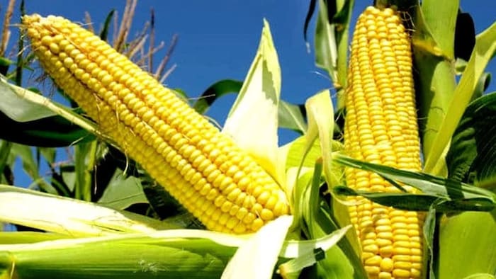 कैसे एफ्लाटॉक्सिन 'जहर' से मुक्त होगा मक्का?